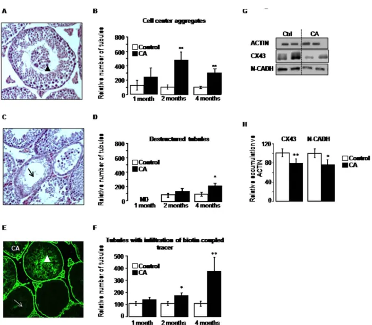 Fig. 3. CA diet impairs seminiferous epithelium integrity through the down-regulation of connexin-43 and N-cadherin