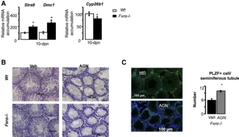 Figure 3. Lack of Fxra Affects Meiosis Process