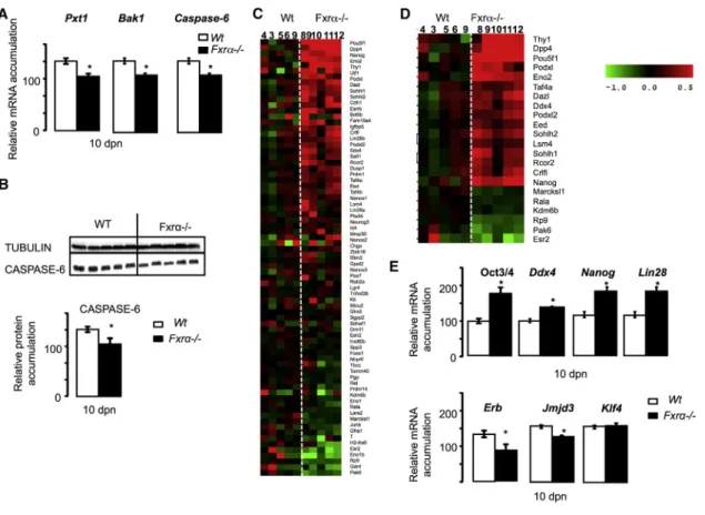 Figure 6. The Lack of FXRa Alters Spermatogenesis Process