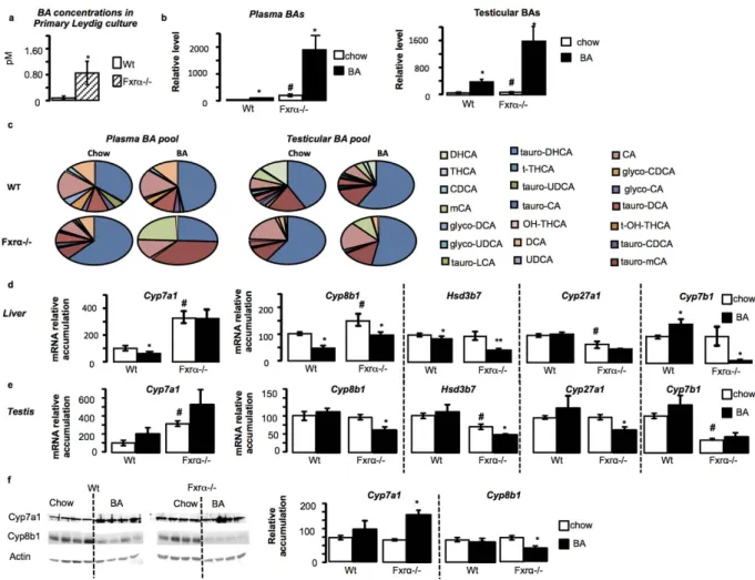 Figure 2.  Fxrα deficiency alters BA homeostasis in liver and testis. (a) BA levels produced by primary  culture of wild-type (Wt) or Fxr α− / −  Leydig cells 24 hours after serum starvation (n  =  9 per genotype)