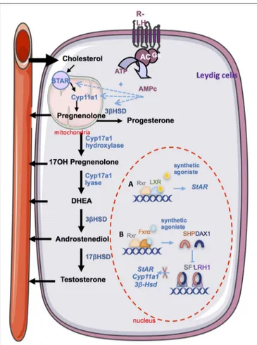 FIGURE 2 | The endocrine function. Steroidogesesis occurs in Leydig cells from cholesterol