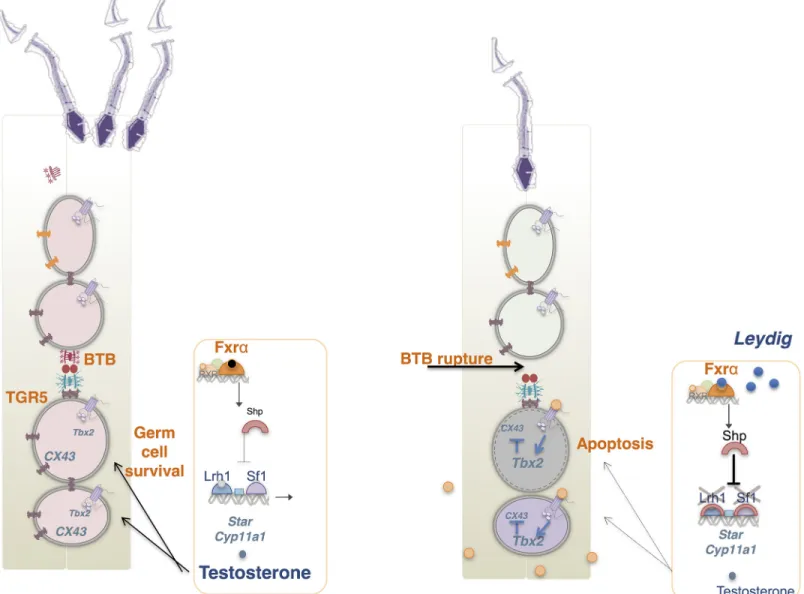 Fig 6. Potential intratesticular action of BAs. In normal condition production of testosterone is involved in germ cell survival