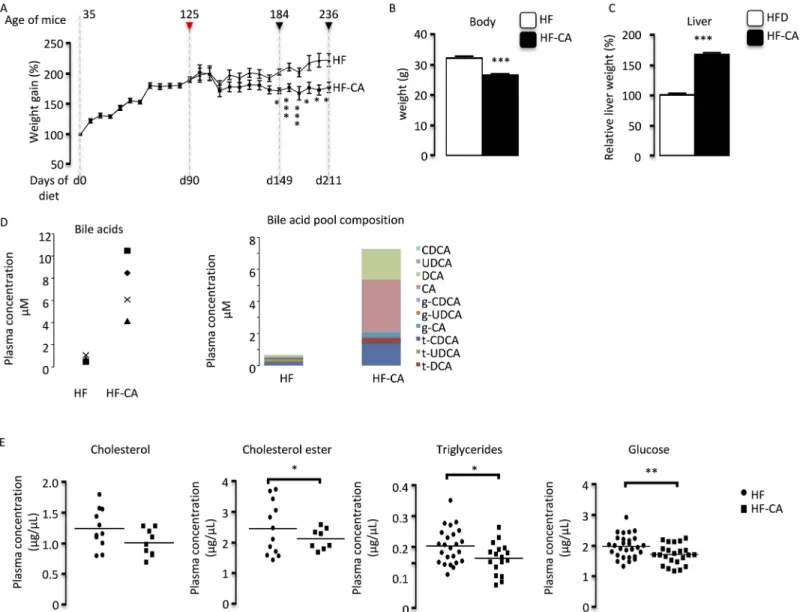 Fig 1. CA-supplementation reverse HFD induced overweight. (A) Weight gain of C57BL/6J mice along the experiments