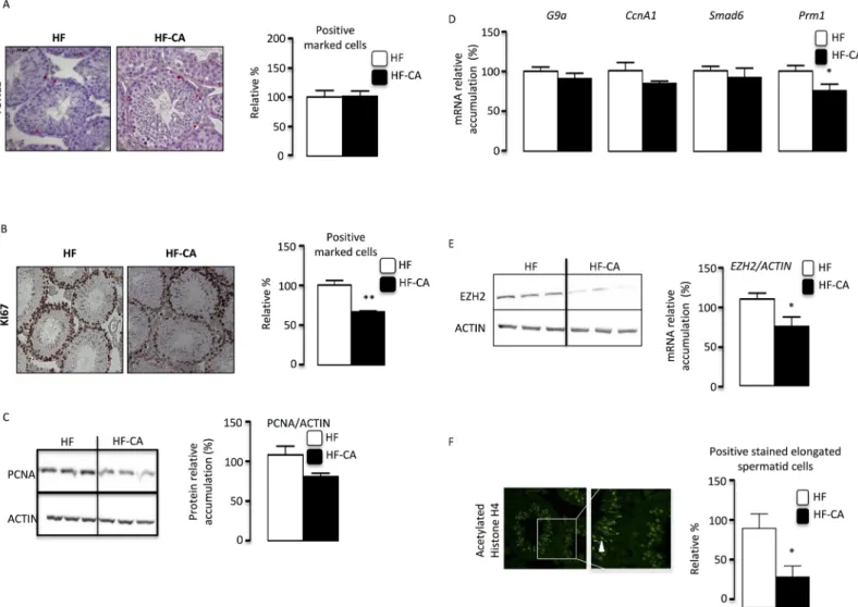 Fig 3. CA-supplementation diet induces increase of germ cell proliferation. (A) Apoptosis in mice exposed to HFD or HF-CA diets 4 months after the switch to HF-CA diet (n = 13 to 25 per group) analyzed by TUNEL staining