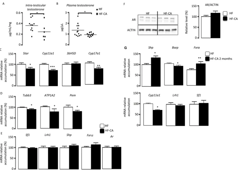 Fig 4. CA-supplementation alters testicular endocrine function. (A) Testicular testosterone levels in mice fed HFD and HF-CA diet 4 months after the switch to HF-CA diet