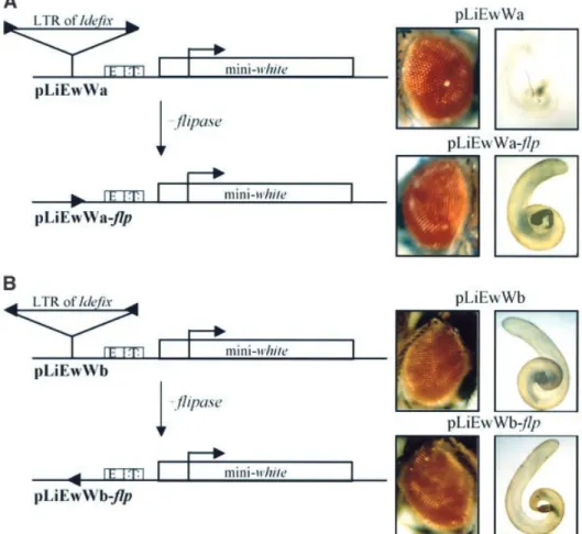 Fig. 2. The LTR of Ide®x counteracts the activation effect of the downstream white testes enhancer