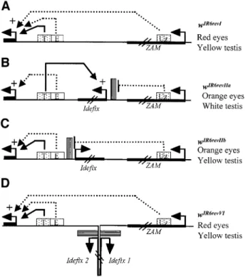 Fig. 5. Models of interactions between ZAM, Ide®x and white in the dif- dif-ferent white alleles