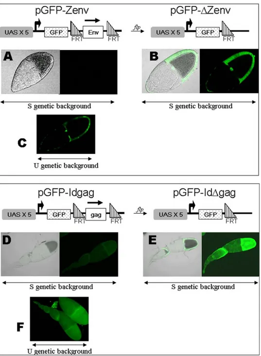 Figure 2. Transgenes with a GFP reporter gene fused to a ZAM sequence act as sensors of the repression