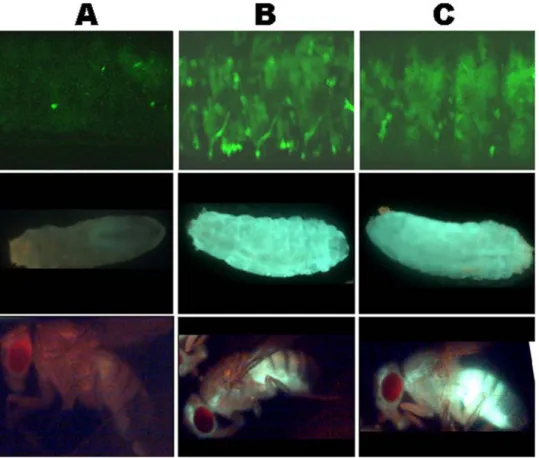 Figure 6. The silencing mechanism targeting ZAM and Idefix is active in somatic tissues throughout fly development