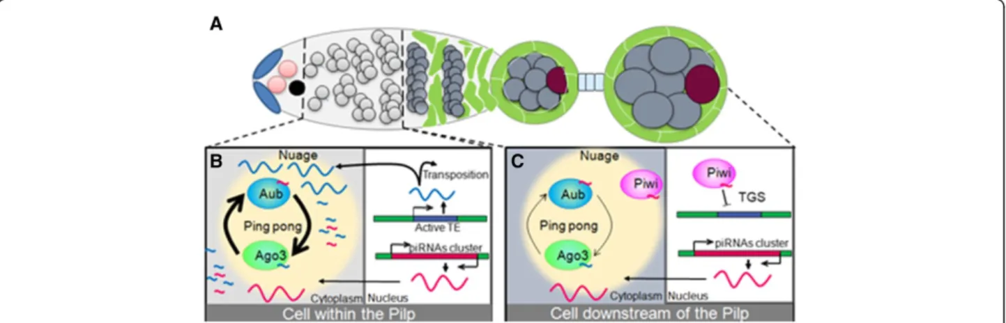 Figure 4 The germinal piRNA pathway within and downstream of the Pilp. (A) Schematic structure of a germarium with an egg chamber.