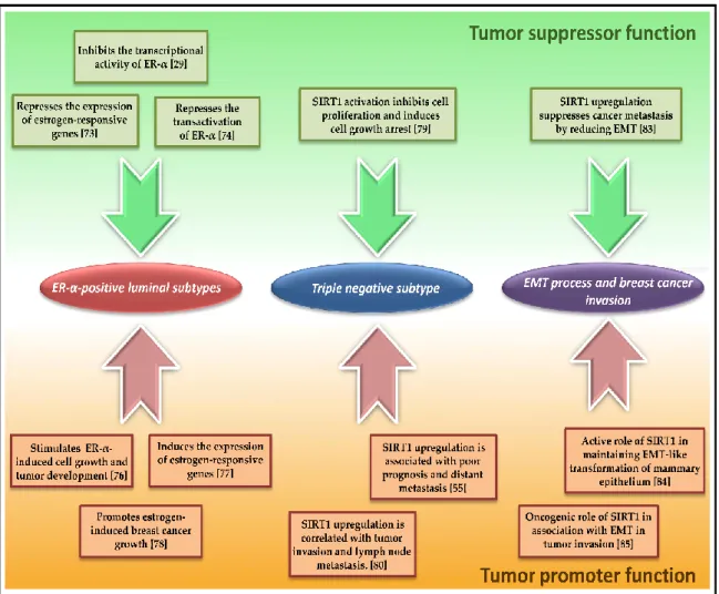 Figure  1.  Bifurcated  functions  of  SIRT1  in  breast  carcinogenesis.  ER:  estrogen  receptor;  EMT: 