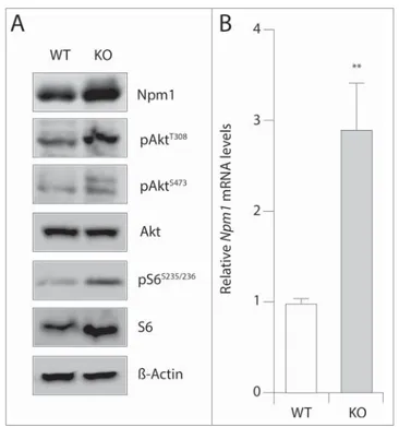Figure 1. Npm1 mRNA and protein levels are enhanced in MEF cells inactivated for Pten