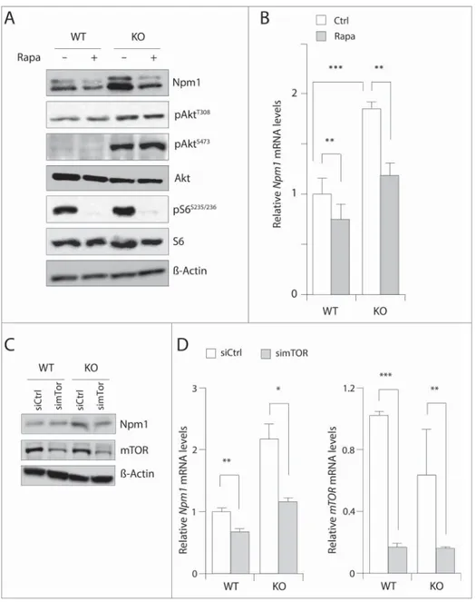 Figure 2. Inhibition of mTOR signaling reduces Npm1 expression in MEFs. (A) Cultured wild-type (WT) and Pten knockout (KO) cells were treated for 24 hours in the absence or the presence of 20 nM rapamycin