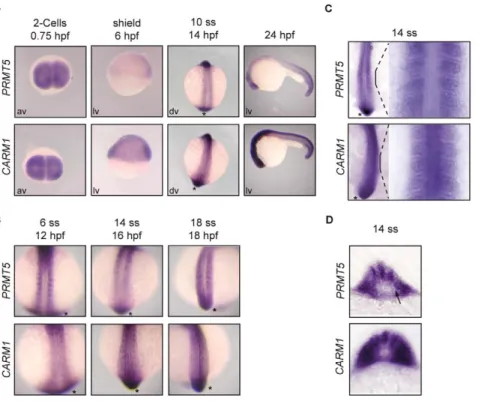 Figure 1. PRMT5 and CARM1 are differentially expressed during zebrafish embryogenesis
