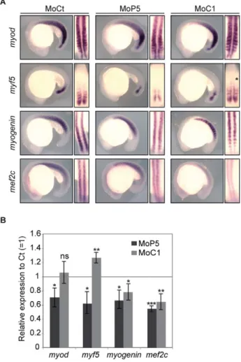 Table 1. Morphological defects of somites in zebrafish embryos injected with morpholinos against CARM1 or PRMT5.