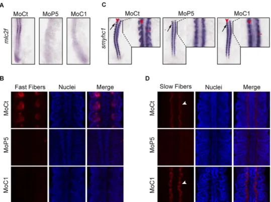 Figure 4. CARM1 and PRMT5 differentially control slow and fast myogenesis. (A, C) Dorsal flat-mounted 14 ss embryos (anterior to top) injected with the indicated Mo were analyzed by whole-mount in situ hybridization for (A) mlc2f and (C) smyhc1 or (B, D) i