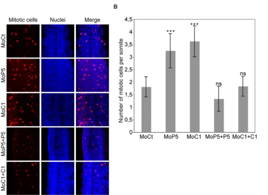 Figure 5. CARM1 controls slow fiber localization. (A, B) One-cell stage embryos were injected with a CARM1 morpholino (MoC1) or a control morpholino (MoCt) and were analyzed at 24 hpf by whole-mount immunohistochemistry for slow fibers