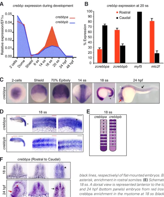 Fig. 1.  Expression patterns of crebbpa and  crebbpb transcripts during zebrafish  embryo-genesis