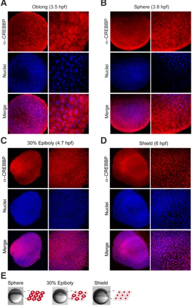 Fig. 2. CREBBP protein expression patterns from blastula to gastrula. 