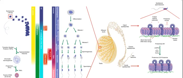 Figure 1 Schematic representation of the testicular and epididymal events leading to the drastic change in sperm chromatin