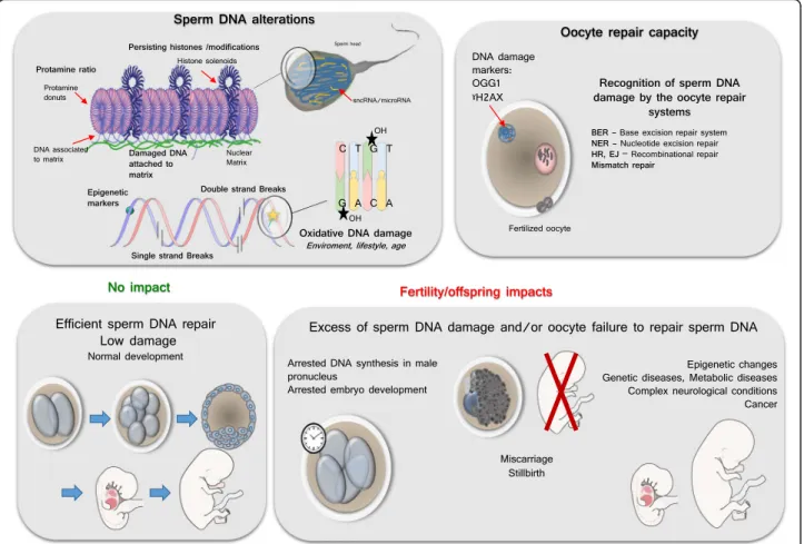 Fig. 2 Schematic representation of some aspects of sperm DNA damage and their putative consequences if not repaired