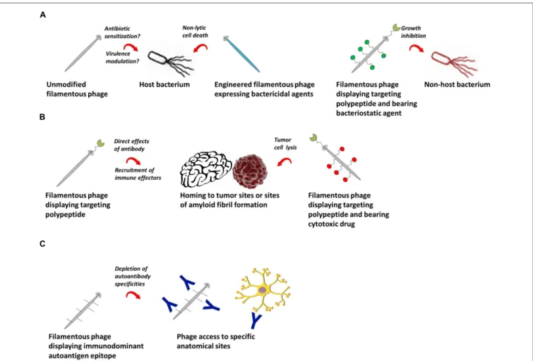 FIGURE 2 | Potential therapeutic applications of filamentous bacteriophage. (A) Filamentous phage as a therapeutic against bacterial infections