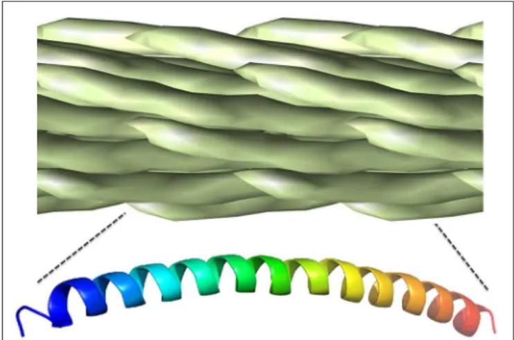 FIGURE 3 | Chemically addressable groups of the filamentous bacteriophage major coat protein lattice