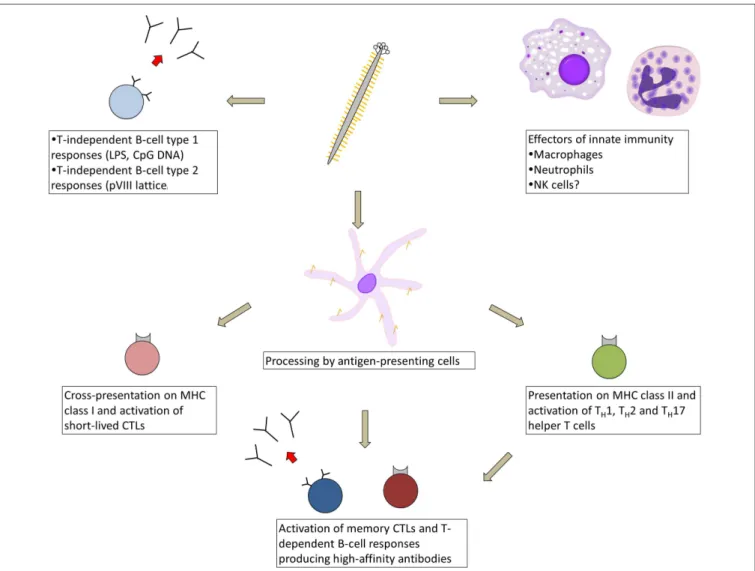 FIGURE 1 | Types of immune responses elicited in response to immunization with filamentous bacteriophage