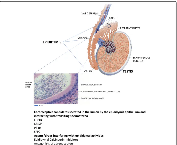 Fig. 1 Schematic representation of the anatomical organization of the mammalian epididymis connecting the testicular seminiferous tubules through the efferent ducts to the vas deferens