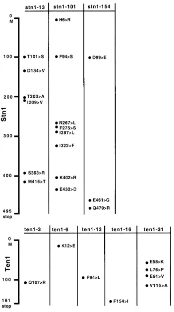 Table I. Sequence analysis of the amino acid changes in the ten1 and stn1 mutant alleles