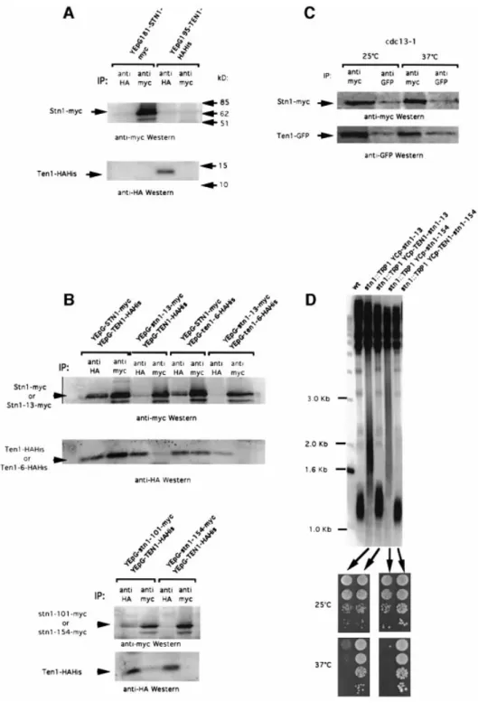 Fig. 3. Ten1 associates with Stn1 in vivo, an interaction that is defective in stn1 mutants