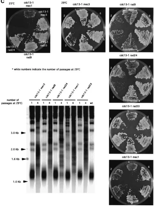 Fig. 1. Checkpoint-de®cient cdc13-1 cells undergo a senescence program followed by survival