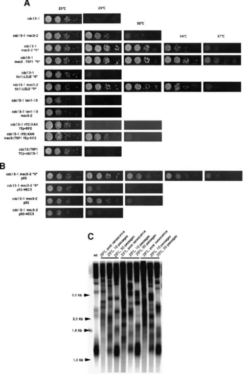 Fig. 3. The cdc13-1-induced senescence/survival process is reversible; it also decreases cdc13-1 temperature sensitivity