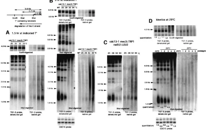 Fig. 4. Accumulation of single-stranded DNA in cdc13-1 mec3D cells. Non-denaturing (native, right panels in A, B, C and D) or denaturing (denatured, left panels in A, B, C and D) Southern hybridization of genomic DNA to a TG 1±3 32 P-labeled probe followin