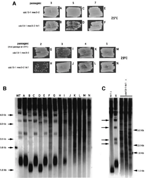 Fig. 5. Post-senescence survival in cdc13-1 mec3-2 occurs without prior telomere shortening