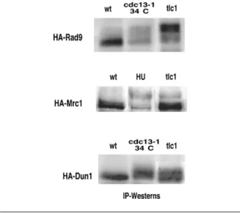 Figure 7 Activation of Dun1, Rad9 and Mrc1 during telomerase loss-induced senescence