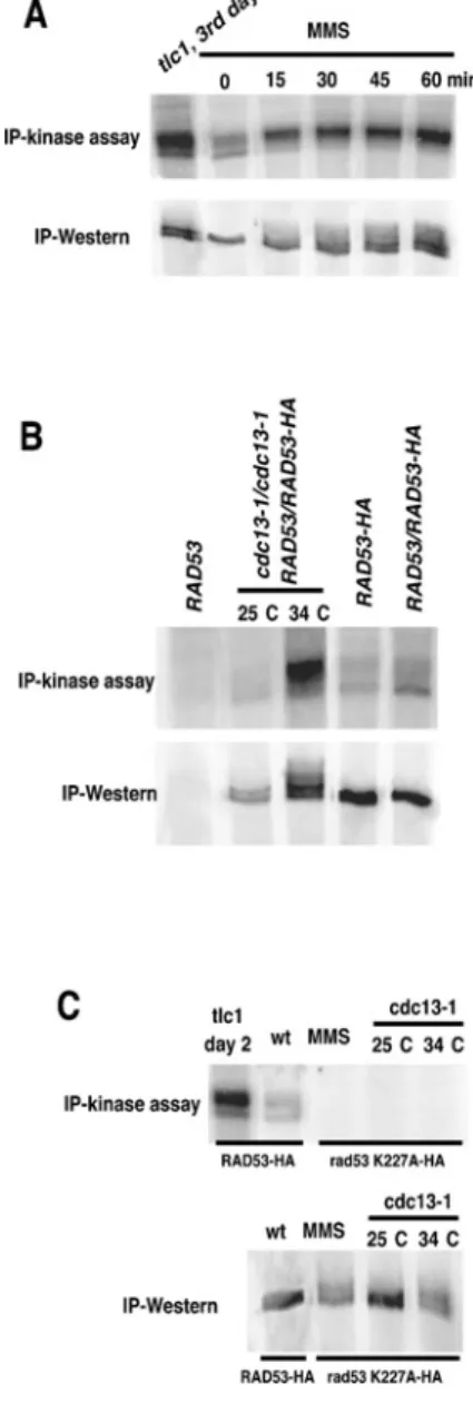 Figure 2 Activation of Rad53 visualized by IP-kinase assays