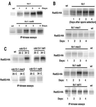 Figure 3 Telomerase loss activates Rad53 in a partially Rad9-independent manner