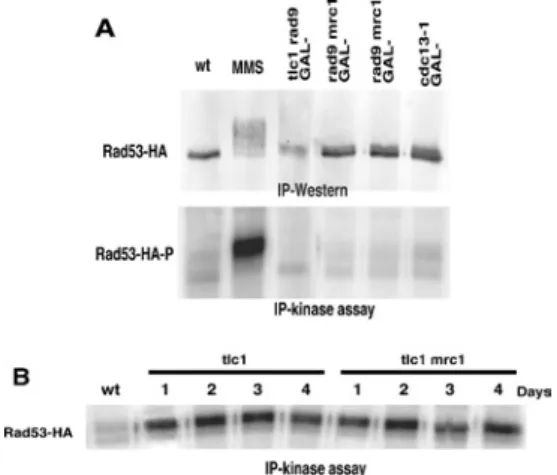 Figure 4 Rad53 activation in telomerase-negative cells relies both on Mrc1 and Rad9