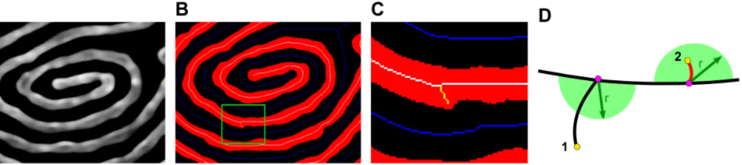 Fig 8. Grooming the skeleton to remove junctions formed as an artifact from variations in line width or from edge effects