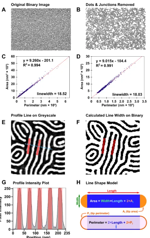 Fig 3. Process for determining line width and period directly from binary patterns. (A) Unmodified binary image of platinized PS(50k)- b -P2VP(16.5k) and (B) simplified binary image; (C) fit of particle area as a function of perimeter for the unmodified im