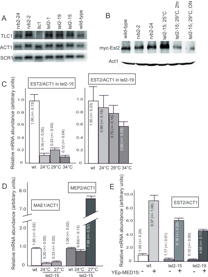 Figure 5. Tel2 controls transcription of EST2 /telomerase (but not that of the telomerase RNA subunit TLC1 ) and is regulated by the Med15 Mediator subunit