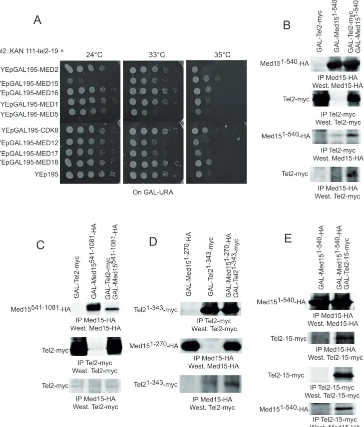 Figure 2. Increased dosage of several Mediator genes partially rescue the temperature sensitivity of the tel2 - 19 mutant