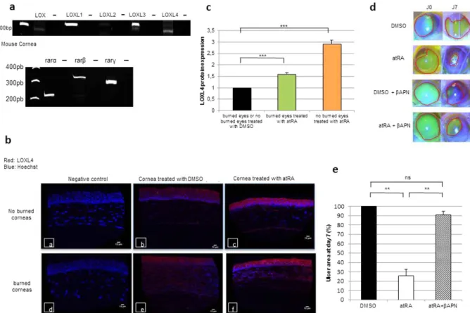 Figure 5.  LOXL4 protein induction by atRA to promote corneal wound healing on an in vivo mouse model
