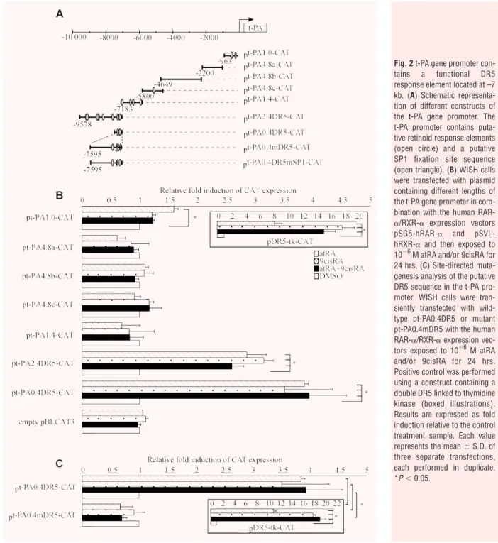 Fig. 2 t-PA gene promoter con- con-tains a functional DR5 response element located at –7 kb