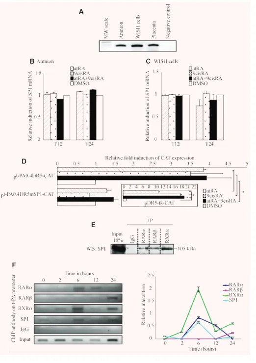 Fig. 3 SP1 is necessary in retinoid-mediated regulation of the t-PA gene. (A) First-strand cDNA prepared from the amnion, WISH cells and placenta were used to amplify SP1 mRNA.