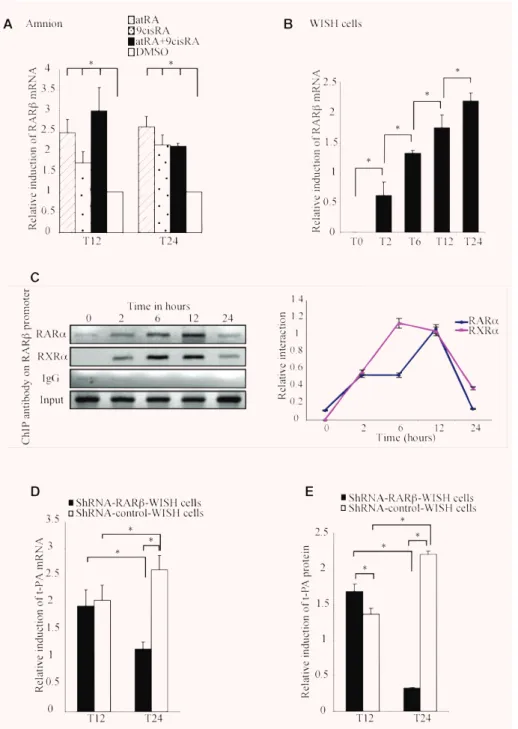 Fig. 4 shRNA RAR- ␤ strongly abolished the second-step retinoid-mediated induction of  t-PA gene in WISH cells
