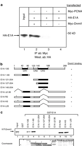 Figure 1 E1A interacts with Dnmt1 through its extreme N-terminal region. (a) E1A co-immunoprecipitates with Dnmt1 from transfected cell extracts
