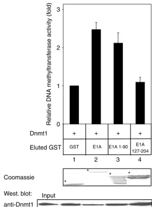 Figure 3 E1A upregulates the methyltransferase activity of Dnmt1. We expressed and puriﬁed baculovirus human Dnmt1 as described previously (Pradhan et al., 1999)