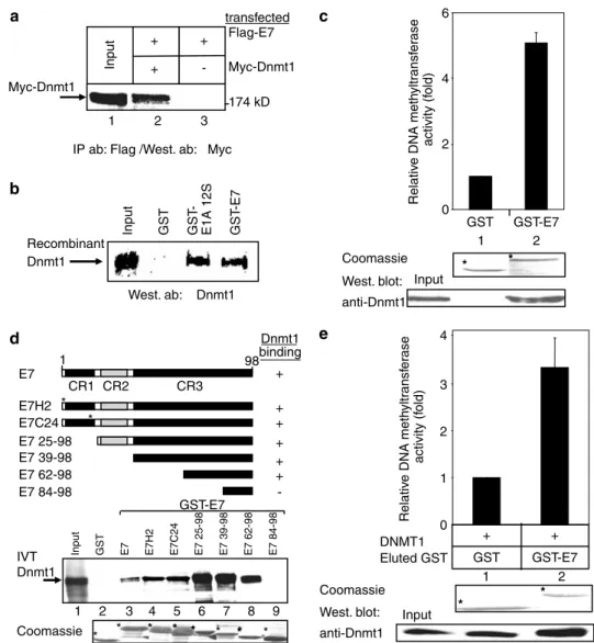 Figure 4 HPV-16 E7 associates with Dnmt1 in vitro and in vivo and can upregulate its DNA methyltransferase activity
